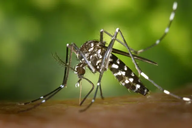 If you needed another reason to hate mosquitoes.